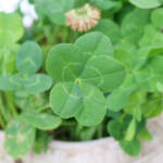 五つ葉クローバー発見 「珍しい」伊賀・中井さん