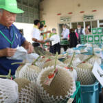 名張特産「美旗メロン」販売始まる 初日は行列も 8月上旬まで