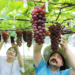 ブドウ狩り楽しんで 青蓮寺湖観光村でスタート 名張市