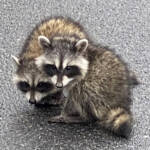 野生化したアライグマ 伊賀地域で年500匹超捕獲 夏に出没増