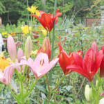 庭彩る季節の花々 名張の松田さん方