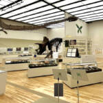 標本3000点、恐竜化石も 三重県総合博物館で企画展 9月16日まで