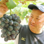 大切な人に贈ろう 愛情込めたブドウ 「伊賀」冠した品種も