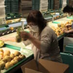 伊賀の「白鳳梨」出荷始まる 甘く果汁豊富に