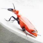 希少甲虫「ヒラズゲンセイ」伊賀で撮影 毒あり注意