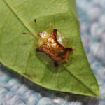 UFO昆虫!? 86歳男性「草むらでピカピカ光っていた」 名張