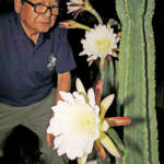 一夜限りの大輪開花 柱サボテン「鬼面角」 名張・家里さん方