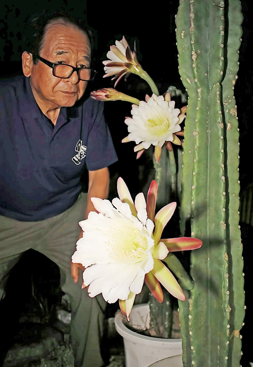 柱サボテン 2 （観葉植物 柱サボテン 8号 プラスチック鉢 | 観葉