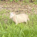 謎の白い動物!? 伊賀市で目撃 小学生が撮影