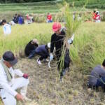 棚田で稲刈り体験 児童がもち米収穫 伊賀市西山で