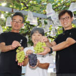 「伊賀乙女」が最高金賞 全国ぶどう選手権 名張市の農家が獲得