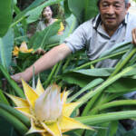 チユウキンレン初開花 奈良・月ヶ瀬の森嶋さん方