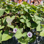 園児植えたサツマイモ開花「本州では珍しい」 伊賀市の畑で