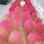 ふんわり真っ赤 曽爾村の県道にコキア100株