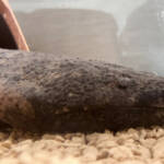 交雑オオサンショウウオの飼育、国から許可取得 名張市