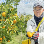 反響上々、名張でミカン栽培 父と二人三脚 平野さん