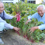 大和野菜の試食や即売 片平あかねまつり 23日に山添村で