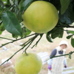 ザボンの実、豊作 名張市の乾さん方