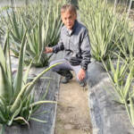 増え続けるアロエ 愛情込め栽培 伊賀市の長川さん