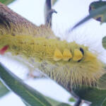 黄金の毛虫!? 毒ない「リンゴドクガ」民家の庭に出現 名張