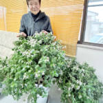 見事に咲いた「金のなる木」 名張の辺見さん