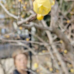 春告げるロウバイ 名張・梅が丘の民家庭先で