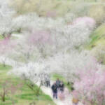 奈良・月ヶ瀬梅まつり9日から 週末を中心にイベント