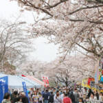 桜を見に行こう 伊賀地域と近隣のイベント情報