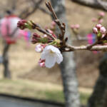 ソメイヨシノ開花 名張中央公園でもほころぶ 桜のトンネル期待