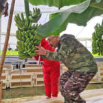 農福連携でバナナ栽培 伊賀市のNPO法人「伊賀の友」