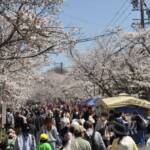 咲き誇る桜 来場者が堪能 名張桜まつり