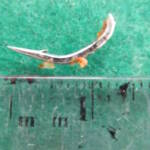 給食に異物混入 釣り針様の金属 健康被害なし 伊賀市の友生小