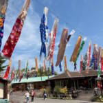 こいのぼり180匹 春風にたなびく 伊賀のモクモクファーム