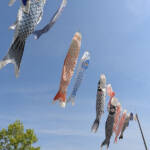 こいのぼり、青空の下を優雅に 名張・百合が丘市民センター前