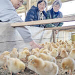 すくすく育つひよこの大群 健康第一に成長 伊賀市の農園で