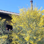 ふわふわミモザ、2階の窓辺を染める 伊賀市のパン工房で