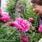 癒やしの大輪、心に咲く 名張・地蔵院のシャクヤクが見頃