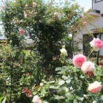 バラや多肉植物 愛でる庭、見頃 名張の松田さん方