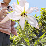 ピンクの大輪、今年も 伊賀・稲林さん方のササユリ