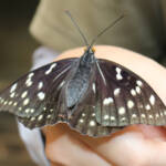 国蝶・オオムラサキ羽化 伊賀市の上野森林公園で