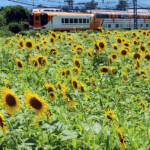 一面黄色 7万本のヒマワリ見頃 名張・近鉄線沿いの農園