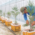 注目集める「少花粉」苗木 県内初の取り組み 伊賀・松岡種苗園