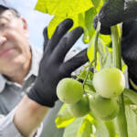 ジャガイモからミニトマト!? 伊賀市の畑で 専門家「食べないで」