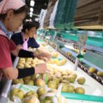 白鳳梨の出荷始まる 伊賀市羽根で