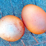 10億分の1個!? まん丸の卵、ニワトリが生む 名張の民家で