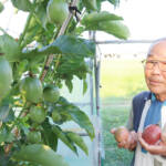 たわわに実るパッションフルーツ 名張の山﨑さんがハウス栽培