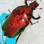 「奇跡のカナブン」名張で発見 昆虫の魅力発信する寺岡さん