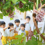 ブドウ収穫 園児たち心待ち 伊賀・桃青の丘幼稚園