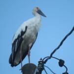 伊賀にコウノトリ飛来 電柱上で羽休め 伊賀市岩倉