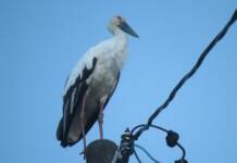 伊賀にコウノトリ飛来 電柱上で羽休め 伊賀市岩倉